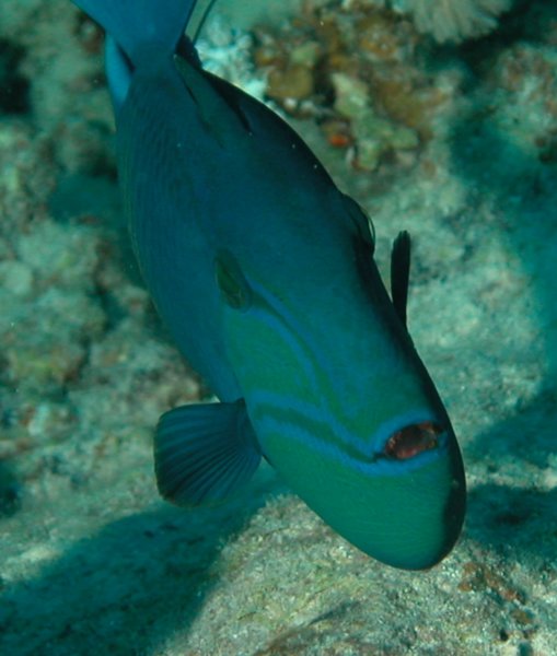 Photograph
